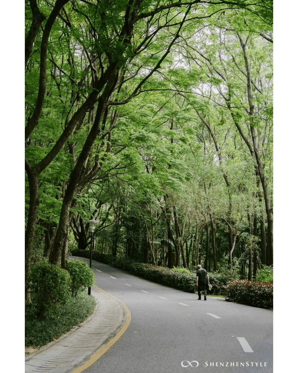 深圳花海浪漫Color Walk路線💐漫步1.5km花海大道🌸打卡園博園粉色花瀑✨