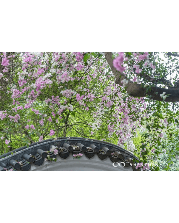 深圳花海浪漫Color Walk路線💐漫步1.5km花海大道🌸打卡園博園粉色花瀑✨