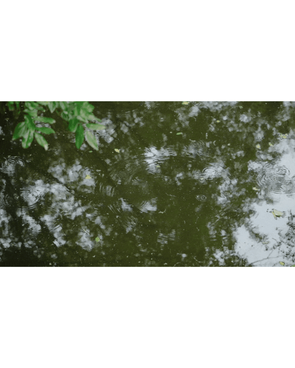 深圳花海浪漫Color Walk路線💐漫步1.5km花海大道🌸打卡園博園粉色花瀑✨