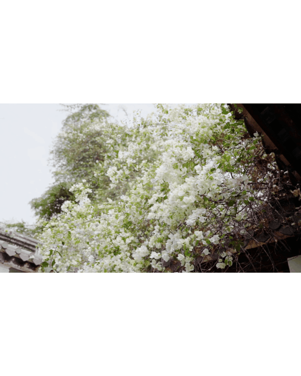 深圳花海浪漫Color Walk路線💐漫步1.5km花海大道🌸打卡園博園粉色花瀑✨