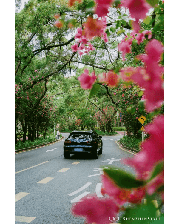 深圳花海浪漫Color Walk路線💐漫步1.5km花海大道🌸打卡園博園粉色花瀑✨