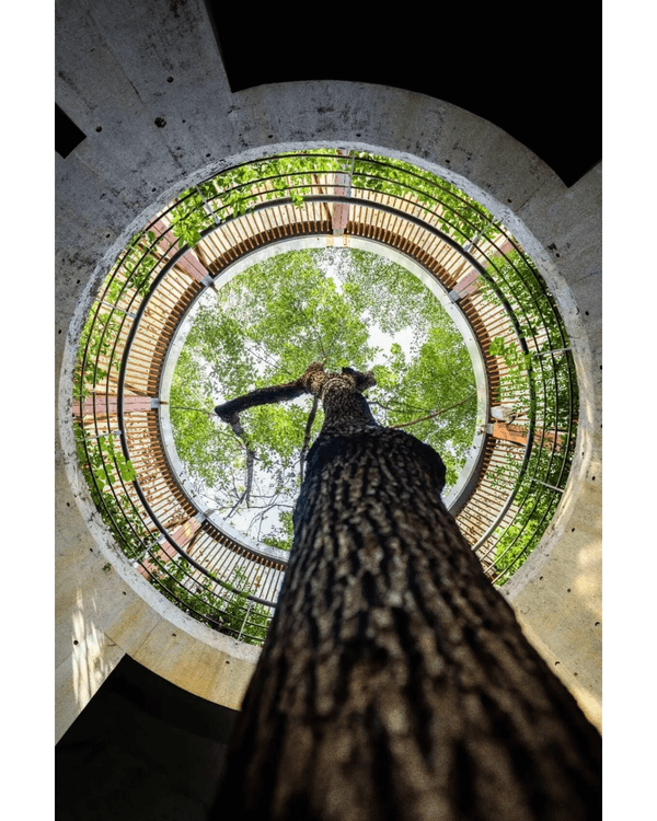 深圳花海浪漫Color Walk路線💐漫步1.5km花海大道🌸打卡園博園粉色花瀑✨