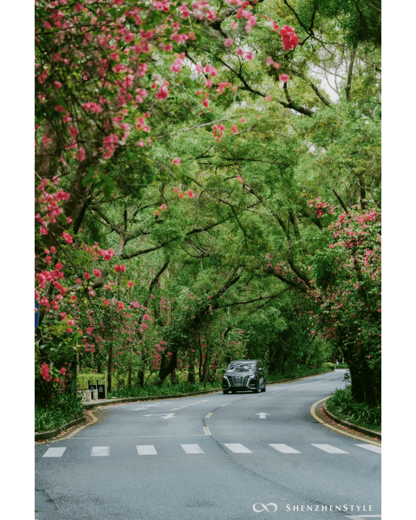 深圳花海浪漫Color Walk路線💐漫步1.5km花海大道🌸打卡園博園粉色花瀑✨