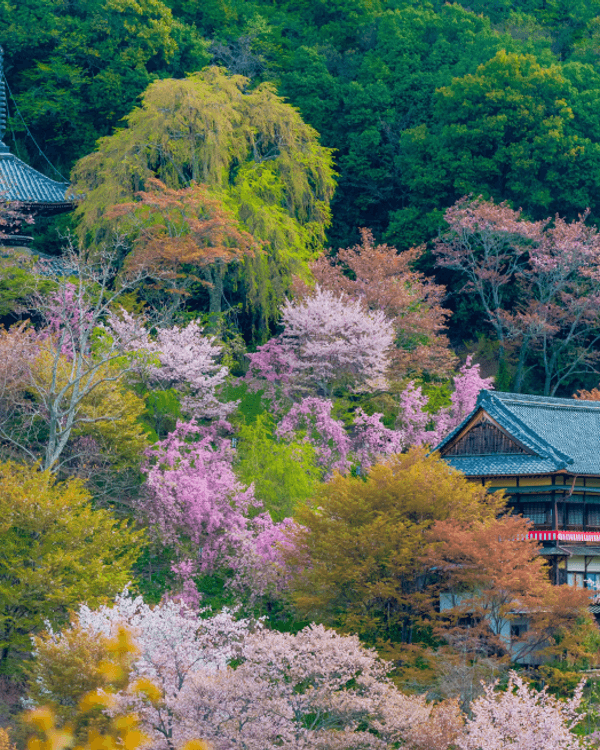 日本15大世界級夢幻秘境😍富士山、立山黑部打卡必去🏔️附介紹+最佳旅遊時間