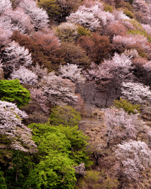 日本15大世界級夢幻秘境😍富士山、立山黑部打卡必去🏔️附介紹+最佳旅遊時間