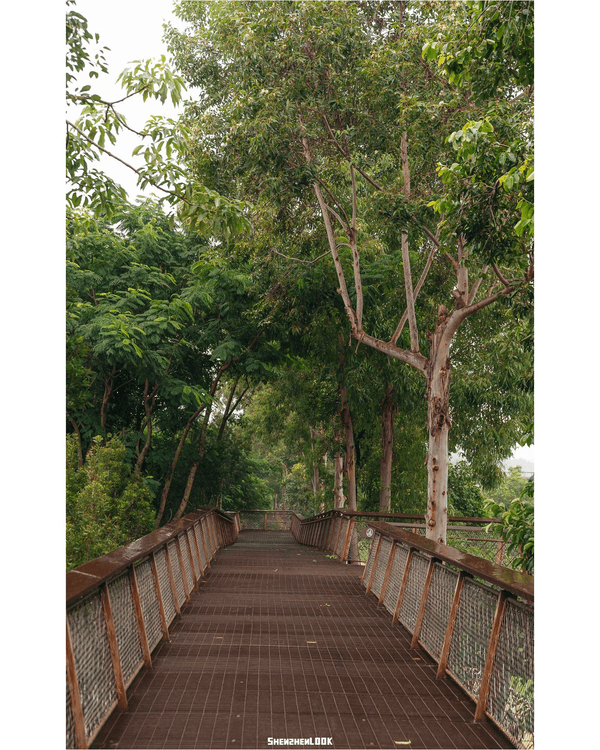 深圳南山大沙河森林棧道🌿似巨型過山車打卡散步一流🎢仲有360°全景玻璃樹屋✨
