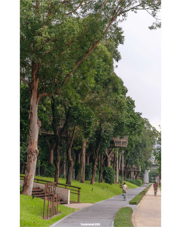 深圳南山大沙河森林棧道🌿似巨型過山車打卡散步一流🎢仲有360°全景玻璃樹屋✨