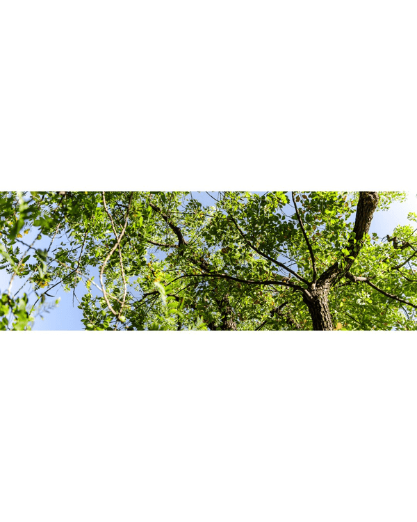 深圳蛇口森林浴Citywalk🌳漫步荔園路➕️恩上濕地睇300歲古樹🌿打卡消暑一流🚶‍♂️
