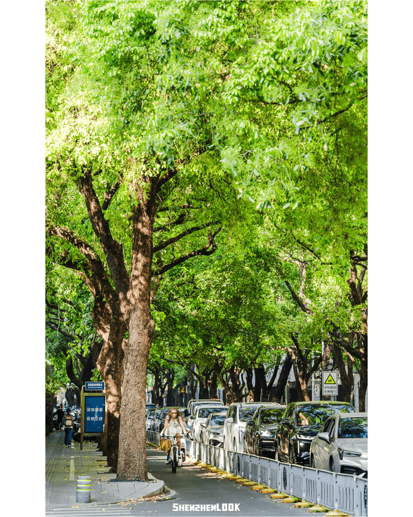深圳蛇口森林浴Citywalk🌳漫步荔園路➕️恩上濕地睇300歲古樹🌿打卡消暑一流🚶‍♂️
