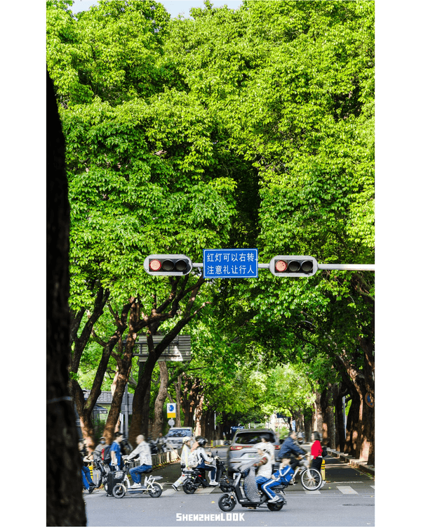 深圳蛇口森林浴Citywalk🌳漫步荔園路➕️恩上濕地睇300歲古樹🌿打卡消暑一流🚶‍♂️