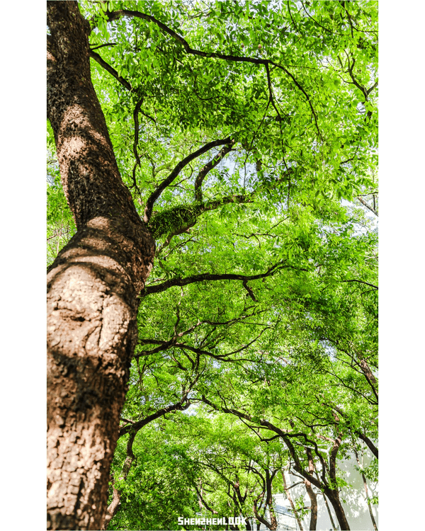 深圳蛇口森林浴Citywalk🌳漫步荔園路➕️恩上濕地睇300歲古樹🌿打卡消暑一流🚶‍♂️