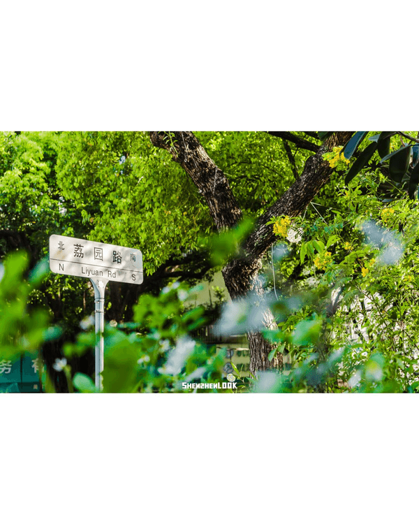 深圳蛇口森林浴Citywalk🌳漫步荔園路➕️恩上濕地睇300歲古樹🌿打卡消暑一流🚶‍♂️