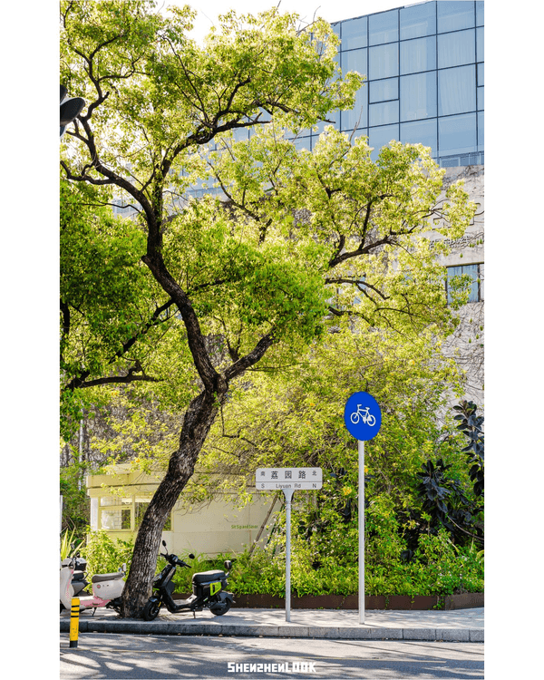 深圳蛇口森林浴Citywalk🌳漫步荔園路➕️恩上濕地睇300歲古樹🌿打卡消暑一流🚶‍♂️