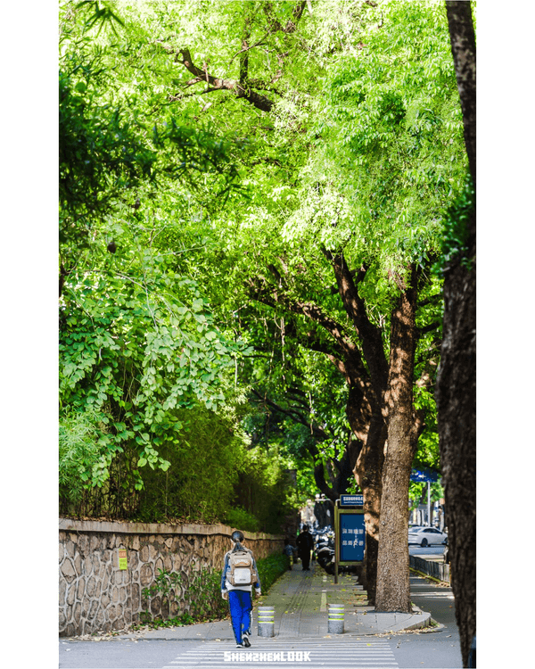 深圳蛇口森林浴Citywalk🌳漫步荔園路➕️恩上濕地睇300歲古樹🌿打卡消暑一流🚶‍♂️