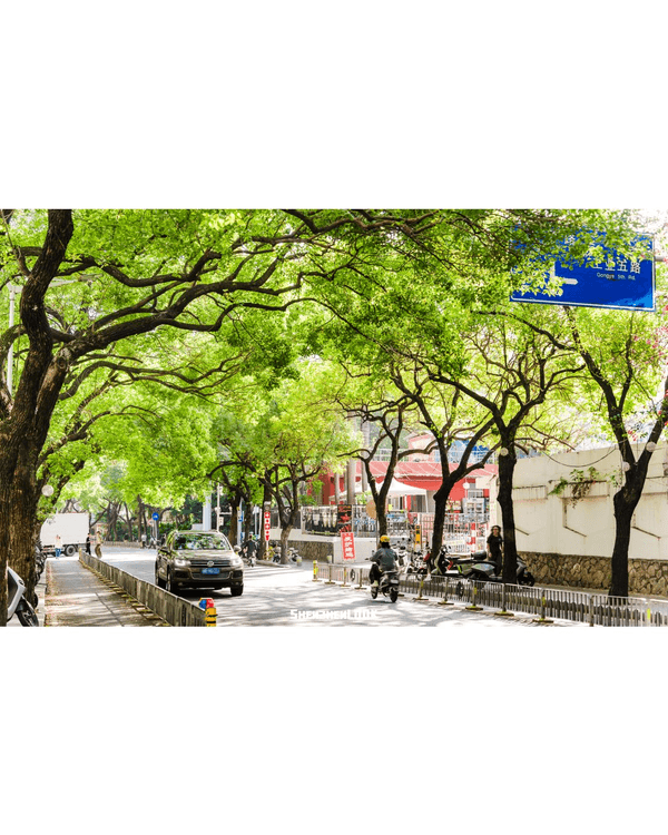深圳蛇口森林浴Citywalk🌳漫步荔園路➕️恩上濕地睇300歲古樹🌿打卡消暑一流🚶‍♂️