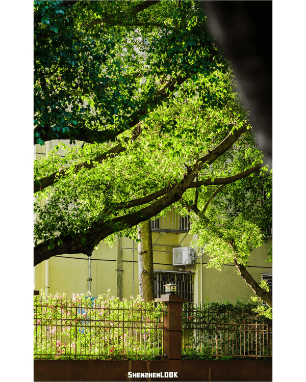 深圳蛇口森林浴Citywalk🌳漫步荔園路➕️恩上濕地睇300歲古樹🌿打卡消暑一流🚶‍♂️
