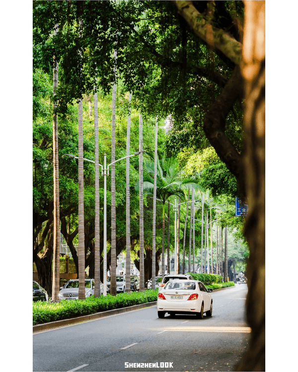 深圳蛇口森林浴Citywalk🌳漫步荔園路➕️恩上濕地睇300歲古樹🌿打卡消暑一流🚶‍♂️