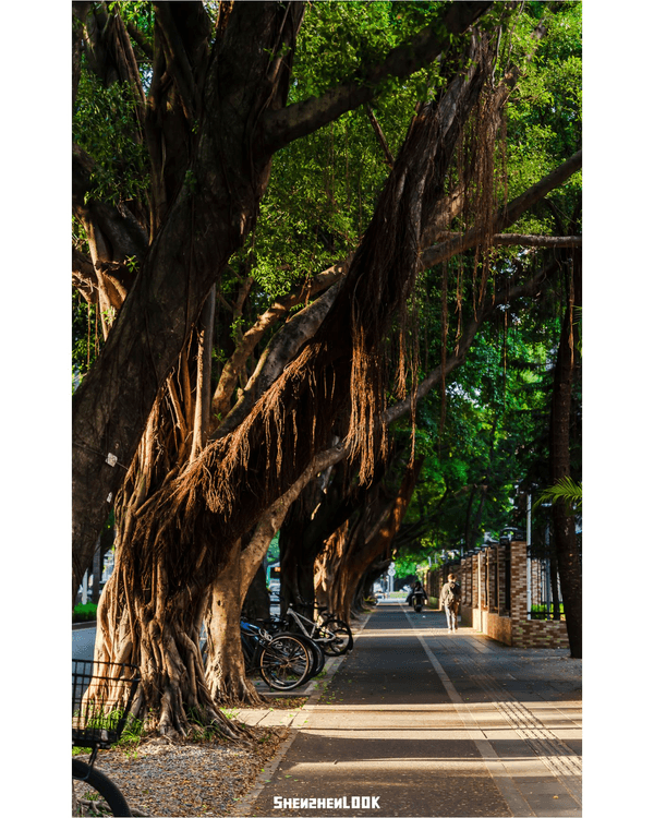 深圳蛇口森林浴Citywalk🌳漫步荔園路➕️恩上濕地睇300歲古樹🌿打卡消暑一流🚶‍♂️