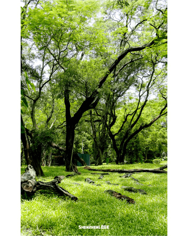 深圳蛇口森林浴Citywalk🌳漫步荔園路➕️恩上濕地睇300歲古樹🌿打卡消暑一流🚶‍♂️