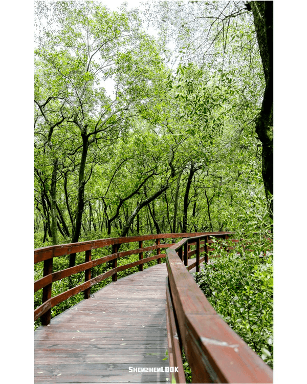深圳蛇口森林浴Citywalk🌳漫步荔園路➕️恩上濕地睇300歲古樹🌿打卡消暑一流🚶‍♂️