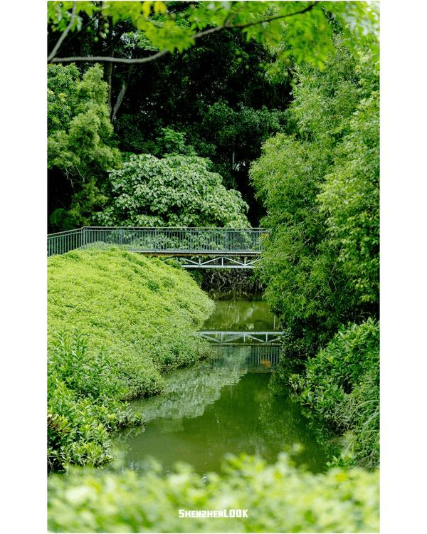 深圳蛇口森林浴Citywalk🌳漫步荔園路➕️恩上濕地睇300歲古樹🌿打卡消暑一流🚶‍♂️