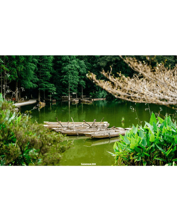深圳蛇口森林浴Citywalk🌳漫步荔園路➕️恩上濕地睇300歲古樹🌿打卡消暑一流🚶‍♂️