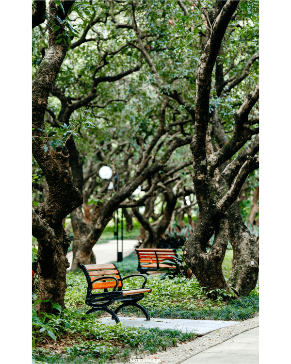 深圳蛇口森林浴Citywalk🌳漫步荔園路➕️恩上濕地睇300歲古樹🌿打卡消暑一流🚶‍♂️