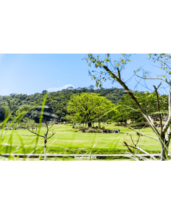 深圳蛇口森林浴Citywalk🌳漫步荔園路➕️恩上濕地睇300歲古樹🌿打卡消暑一流🚶‍♂️