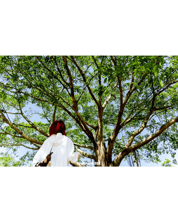 深圳蛇口森林浴Citywalk🌳漫步荔園路➕️恩上濕地睇300歲古樹🌿打卡消暑一流🚶‍♂️