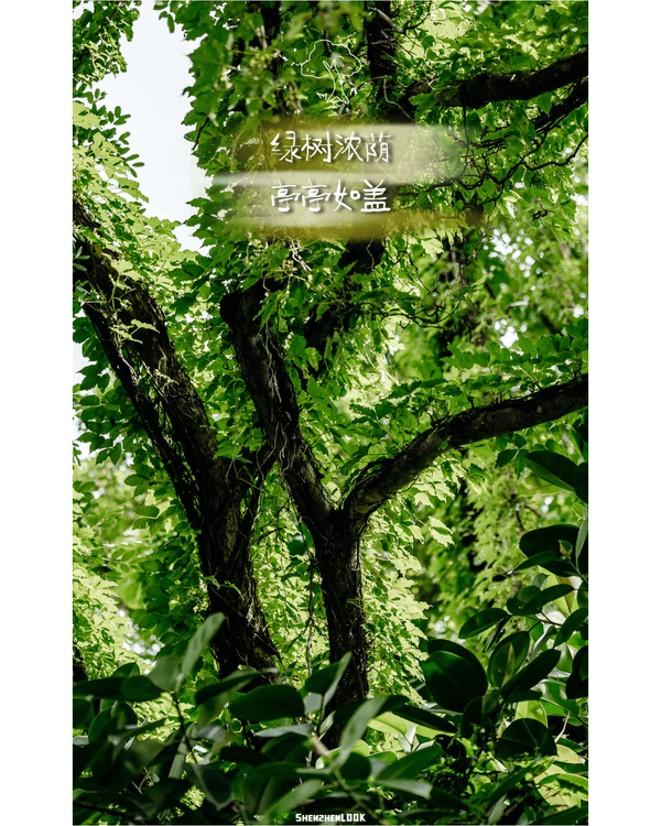 深圳蛇口森林浴Citywalk🌳漫步荔園路➕️恩上濕地睇300歲古樹🌿打卡消暑一流🚶‍♂️
