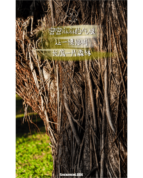 深圳蛇口森林浴Citywalk🌳漫步荔園路➕️恩上濕地睇300歲古樹🌿打卡消暑一流🚶‍♂️