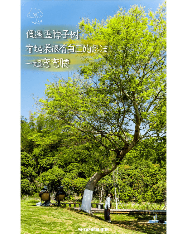 深圳蛇口森林浴Citywalk🌳漫步荔園路➕️恩上濕地睇300歲古樹🌿打卡消暑一流🚶‍♂️