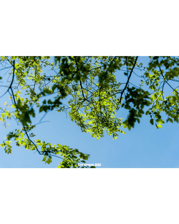 深圳蛇口森林浴Citywalk🌳漫步荔園路➕️恩上濕地睇300歲古樹🌿打卡消暑一流🚶‍♂️