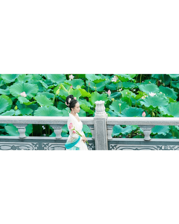 深圳羅湖洪湖公園荷花盛放🪷免費打卡📸黃瓦亭配粉荷隨手影出江南風情🍃
