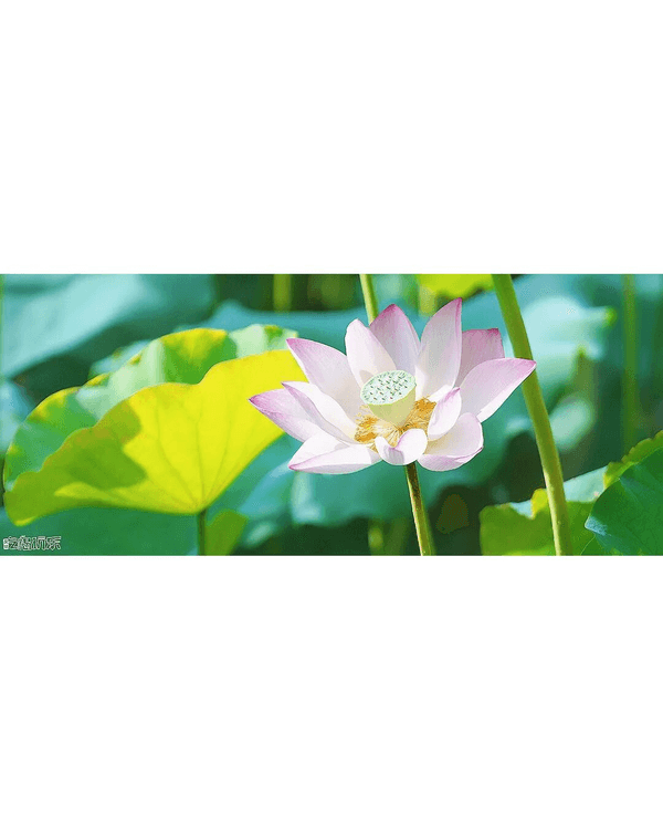 深圳羅湖洪湖公園荷花盛放🪷免費打卡📸黃瓦亭配粉荷隨手影出江南風情🍃