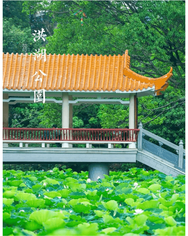 深圳羅湖洪湖公園荷花盛放🪷免費打卡📸黃瓦亭配粉荷隨手影出江南風情🍃