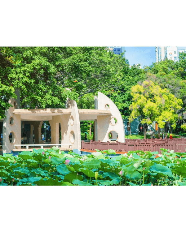 深圳羅湖洪湖公園荷花盛放🪷免費打卡📸黃瓦亭配粉荷隨手影出江南風情🍃