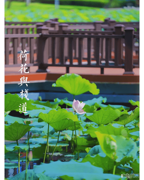 深圳羅湖洪湖公園荷花盛放🪷免費打卡📸黃瓦亭配粉荷隨手影出江南風情🍃
