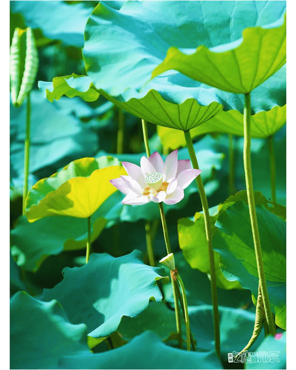 深圳羅湖洪湖公園荷花盛放🪷免費打卡📸黃瓦亭配粉荷隨手影出江南風情🍃