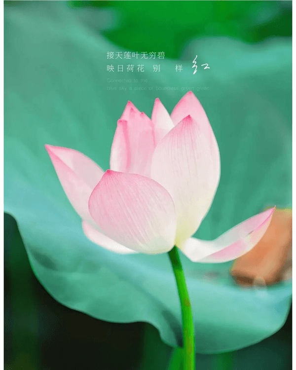 深圳羅湖洪湖公園荷花盛放🪷免費打卡📸黃瓦亭配粉荷隨手影出江南風情🍃