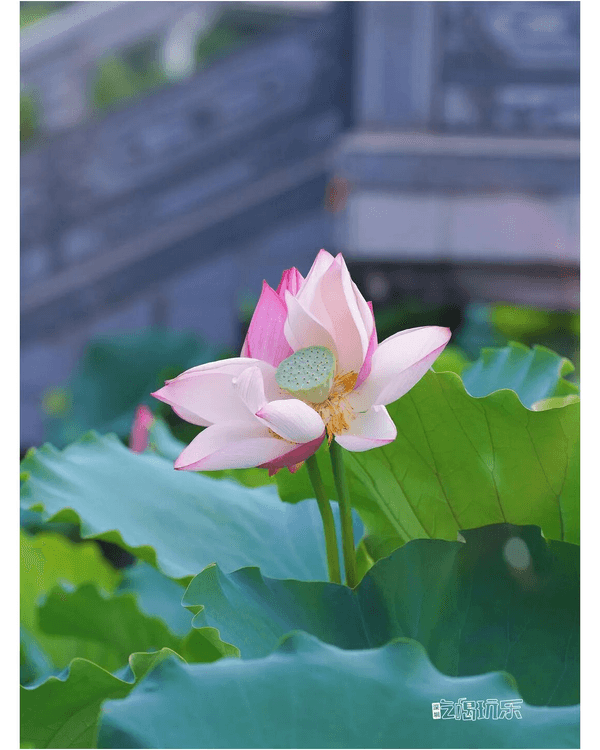 深圳羅湖洪湖公園荷花盛放🪷免費打卡📸黃瓦亭配粉荷隨手影出江南風情🍃