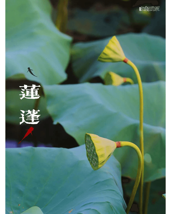 深圳羅湖洪湖公園荷花盛放🪷免費打卡📸黃瓦亭配粉荷隨手影出江南風情🍃