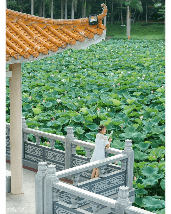 深圳羅湖洪湖公園荷花盛放🪷免費打卡📸黃瓦亭配粉荷隨手影出江南風情🍃