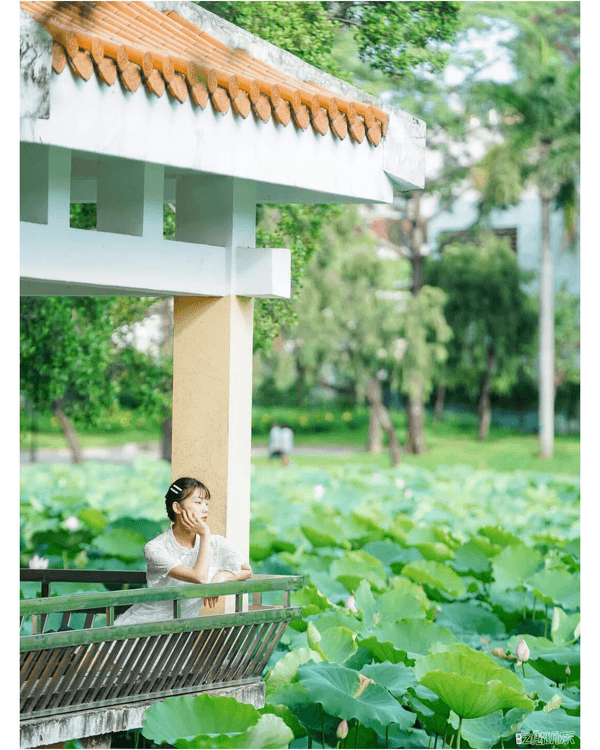 深圳羅湖洪湖公園荷花盛放🪷免費打卡📸黃瓦亭配粉荷隨手影出江南風情🍃