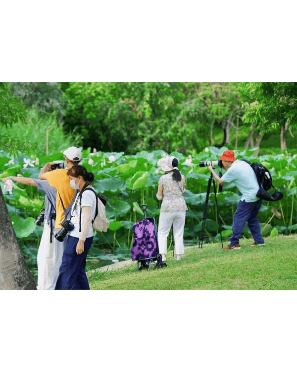 深圳羅湖洪湖公園荷花盛放🪷免費打卡📸黃瓦亭配粉荷隨手影出江南風情🍃