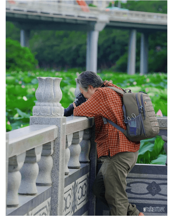 深圳羅湖洪湖公園荷花盛放🪷免費打卡📸黃瓦亭配粉荷隨手影出江南風情🍃