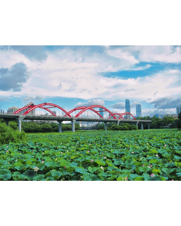 深圳羅湖洪湖公園荷花盛放🪷免費打卡📸黃瓦亭配粉荷隨手影出江南風情🍃