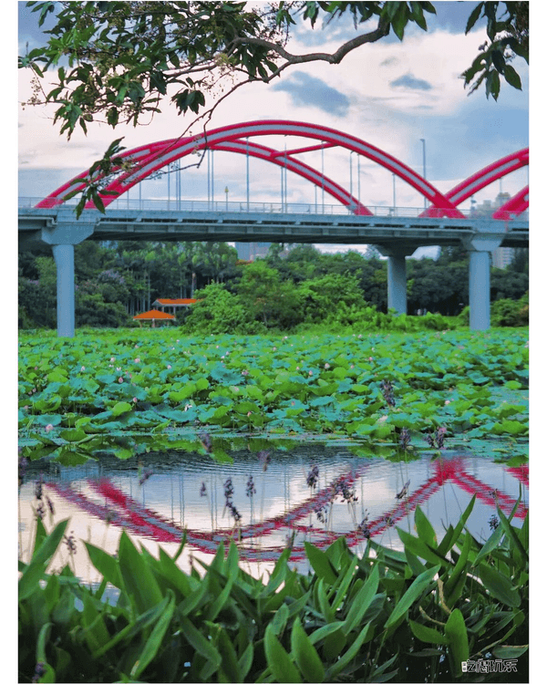 深圳羅湖洪湖公園荷花盛放🪷免費打卡📸黃瓦亭配粉荷隨手影出江南風情🍃