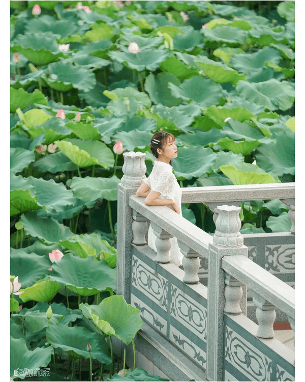 深圳羅湖洪湖公園荷花盛放🪷免費打卡📸黃瓦亭配粉荷隨手影出江南風情🍃