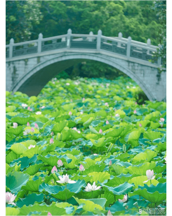 深圳羅湖洪湖公園荷花盛放🪷免費打卡📸黃瓦亭配粉荷隨手影出江南風情🍃